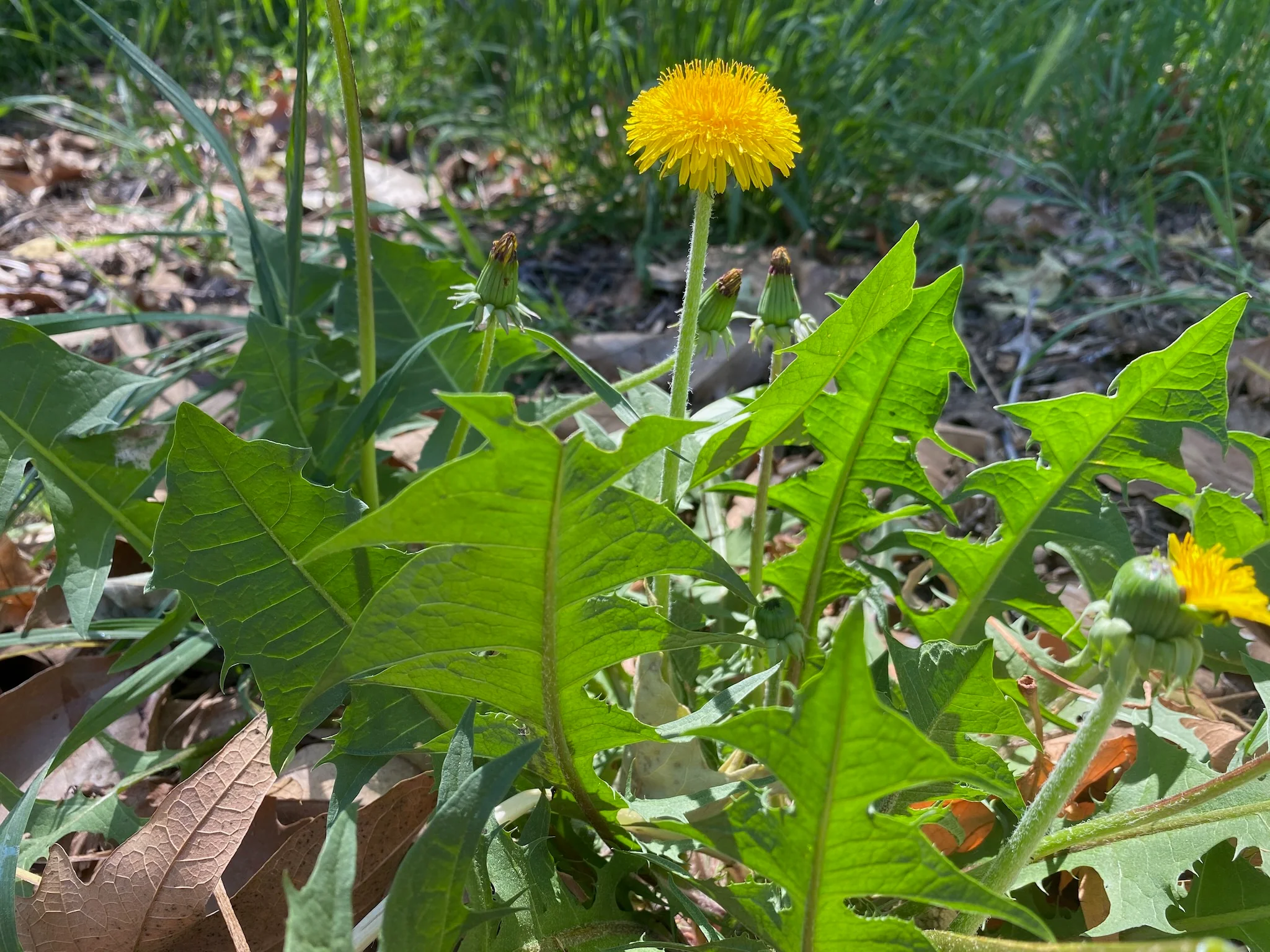 Dandelion